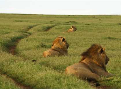 Addo Elephant National Park